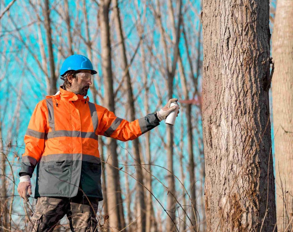 Forestry technician marking tree trunk for cutting in deforestat