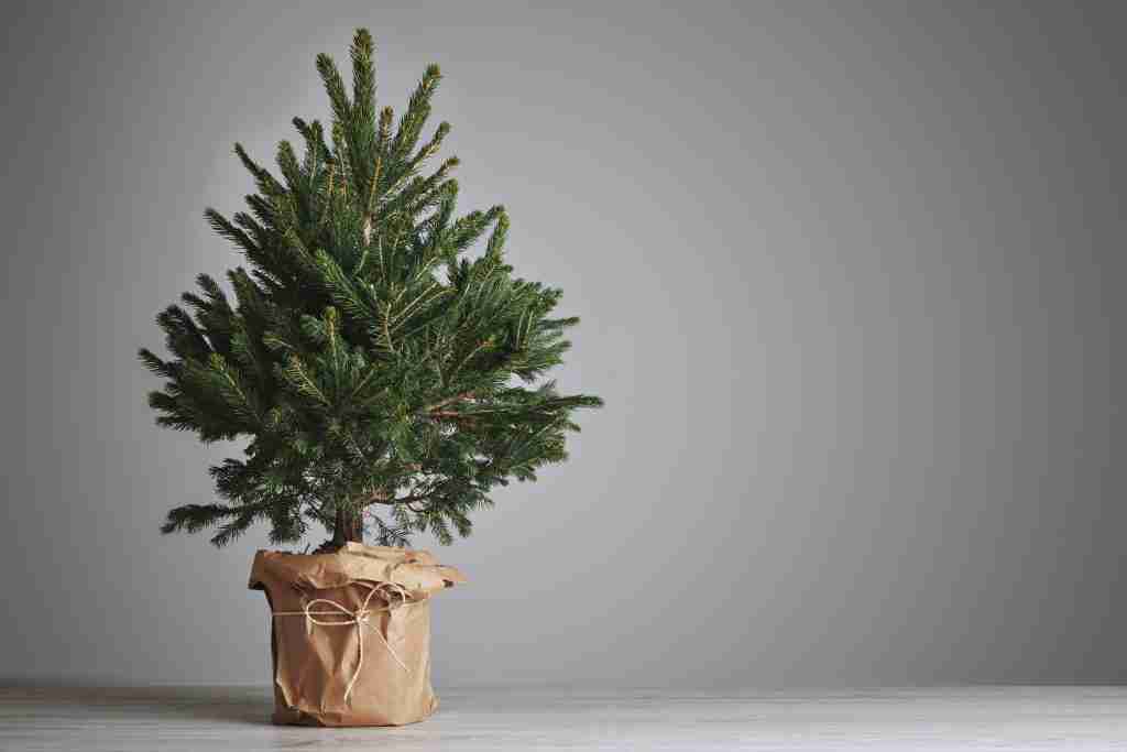 Christmas Tree